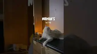 #cat #catlover
