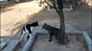 Anong pinagtatalunan nio mga pusa?hehe.