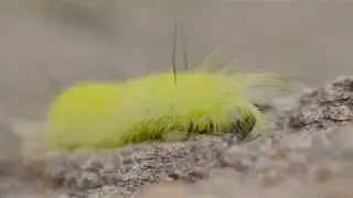 American Dagger Moth Caterpillar