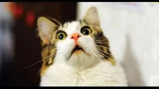 [科普]如果全世界的貓突然死掉會發生甚麼事情 What If All Cats Died Right Now