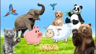 Animals Name And Sound Learn Animal Species in English | Animals Show