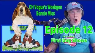 A Puppy from Moose- The first competitive dog shows-Why does my basset have long legs?