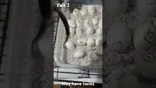 2 more eggs hatched. part 2.  Eastern Black Rat Snakes