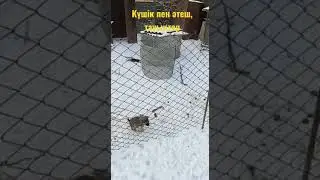 Ауылдағы күшік, әтеш, тауық. Қыс желтоқсан ай Жаркент #shorts #ит #dog #ауыл #friends #қыс #собака