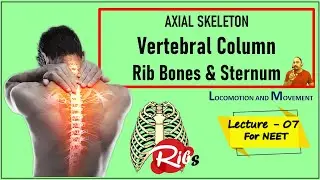 LECTURE SEVEN | AXIAL SKELETON | Vertebral Column | Rib Bones & Sternum