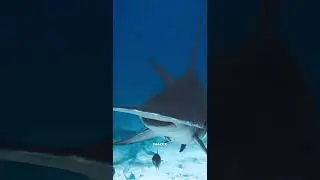 Discovering the Fascinating World of Caribbean Sharks