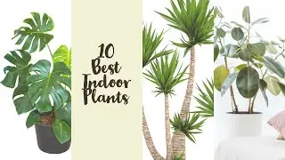 10 popular indoor plants #indoorplants #indoor #ferncare