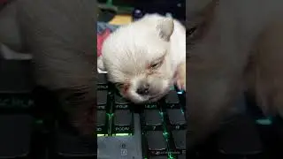 sleepy_pupper.mp4