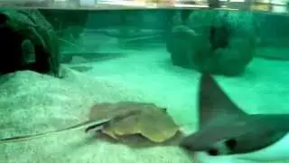 Underwater view of Stingray Bay @ FL Aquarium