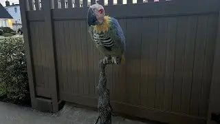 Home Depot Halloween 2026 Rotwing Parrot 