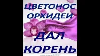 ЦВЕТОНОС орхидеи ДАЛ КОРЕНЬ!Как это возможно???Phal. Hualien Pink Galaxy (фаленопсис 