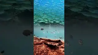 To Dive to Live