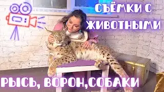 СЪЁМКИ С ЖИВОТНЫМИ: РЫСЬ, ВОРОН, СОБАКИ ЗА КАДРОМ