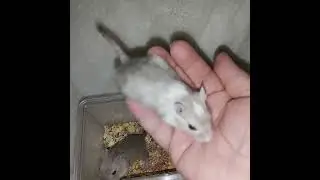 Монгольские песчанки.