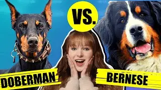 DOBERMAN VS BERNESE MOUNTAIN DOG