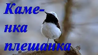 Каменка плешанка