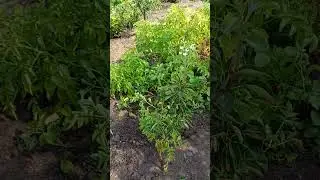 Новости с дачи, бешеная груша🫣 #дача #германия #жизньвгермании