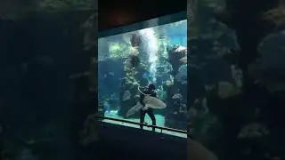 Diver diving with Zebra Shark