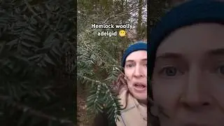 Hemlock woolly adelgid