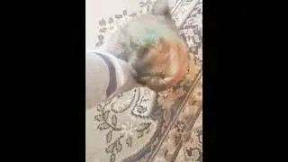 Зверюга напала 🤣😂😅💕💕💕
