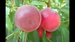 Ранний персик Экстрим-6 / Peach Extreme -6/ Красивый сорт. Урожай 2020. Отзыв и видео от Макси сад
