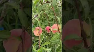 First peaches ever! ASMR #backyardhomestead #gardening #countryliving