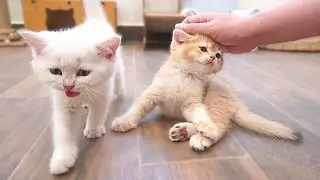 The kittens who meow loudly and rush to pamper their owner are so cute
