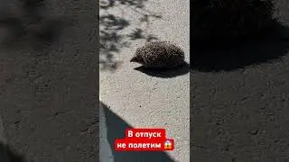 #ежик #круглыйдурак смешарик #hedgehog #отпуск