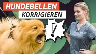 UNSICHEREN Hund korrigieren: Pepe bellt Mensch und Hund an | Live-Training