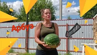 Арбуз 🍉