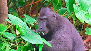 Monyet Asli Sumatra Micacha nigra