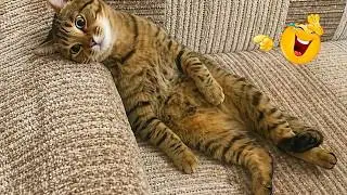Impossible Not to Laugh 🤣😹 Funniest Cat Clips 2026
