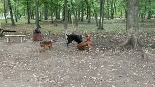 Страшные кадры этого видео лучше смотреть без детей