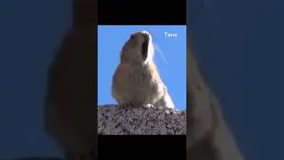 Таня