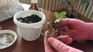 Adenium: Shaping the Caudex