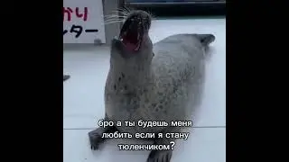 ? #тюлени #тюлень #милашка #милашки