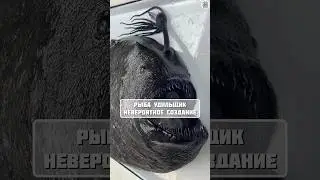 удильщик шокирующие факты #факты #топчик #интересно #животные