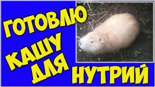 Готовлю кашу для нутрий