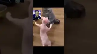 котики танцуют