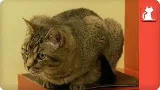 Toothless Shelby - Tails of Hope