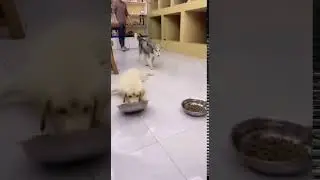 Собака набросилась на еду