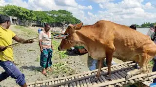 cow mooing real sound || very popular hazratpur para gram village cattle market cow unloading