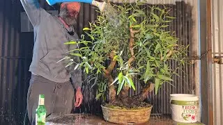 Eucalyptus Bonsai Repot