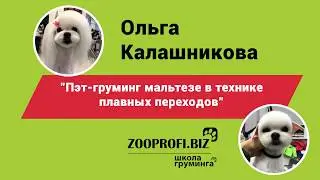 Мастер класса Пэт груминг мальтезе. Ольга Калашникова. Техника плавных переходов