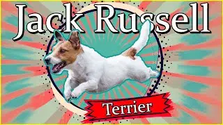 The Jack Russell Terrier - An Introduction