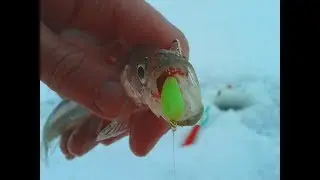 Корюшка на Финском заливе