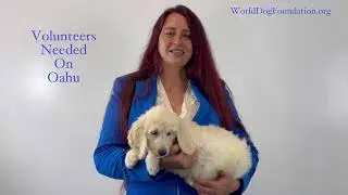 Oahu Volunteers needed to raise Service Dog Candidates and more.  Contact us today to learn more.