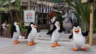 Madagascar Boogie!