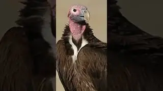 The most handsome vulture in the world !!