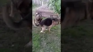 Дакота и Султан